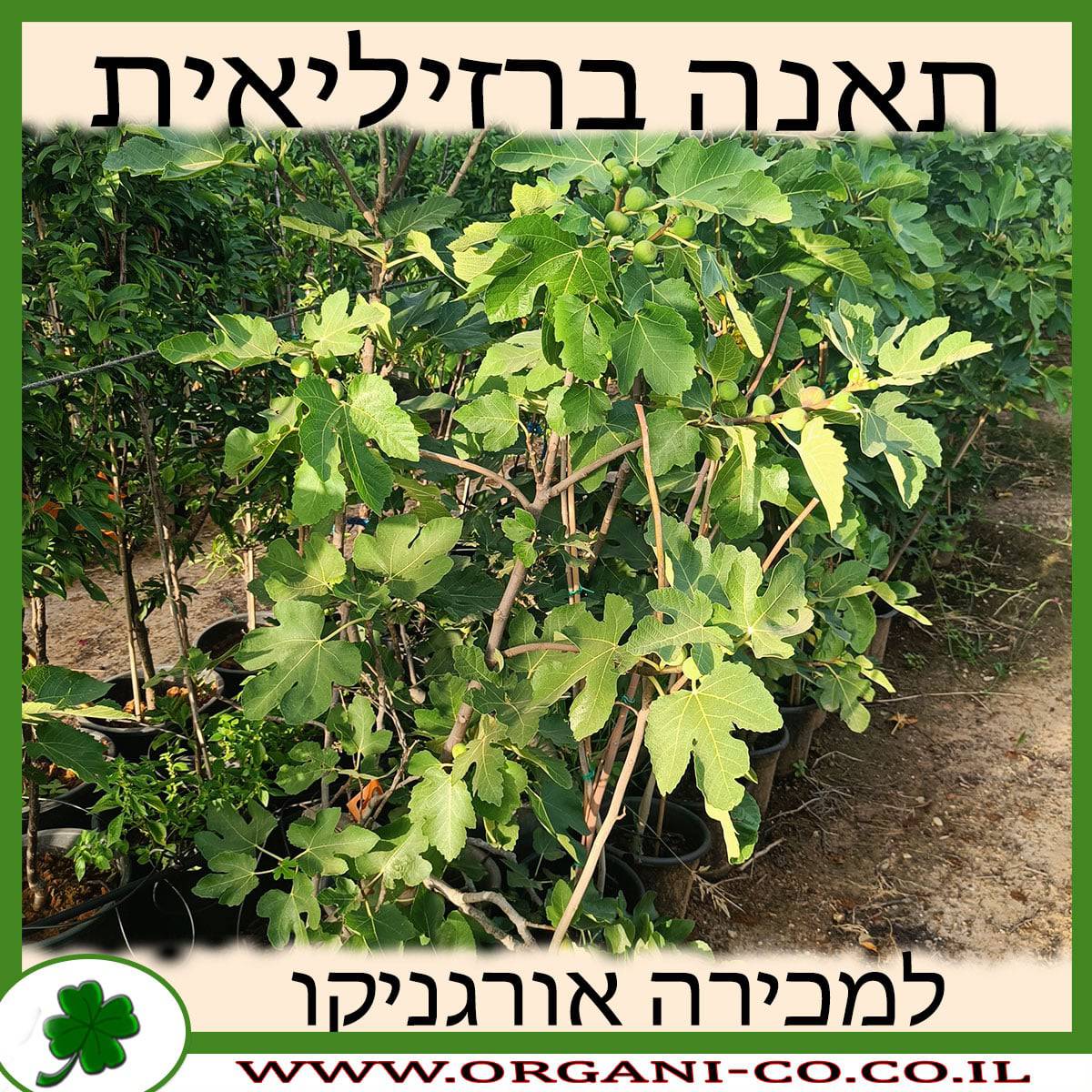 תאנה ברזילאית (סגול) 25 ליטר למכירה - מחיר