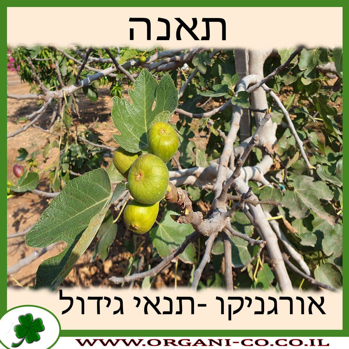 תאנה גידול צמח