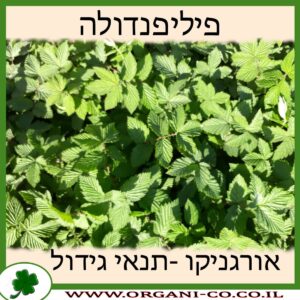 פיליפנדולה