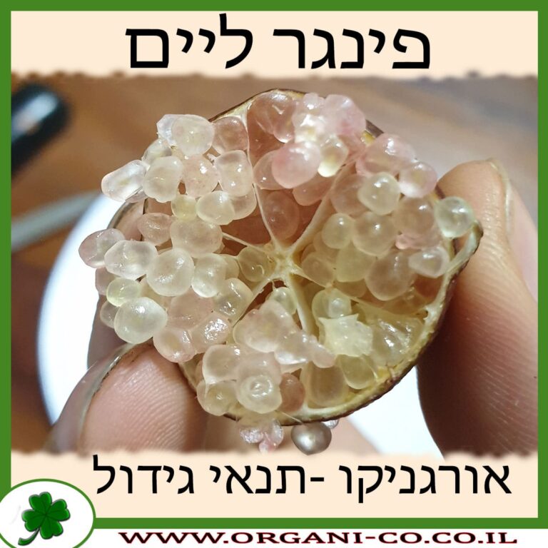 פינגר ליים פינגר ליים גידול צמח