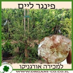 פינגר ליים 25 ליטר