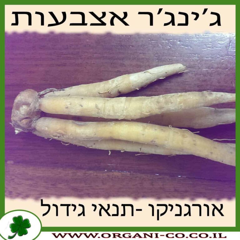ג’ינג’ר אצבעות ג’ינג’ר אצבעות גידול צמח