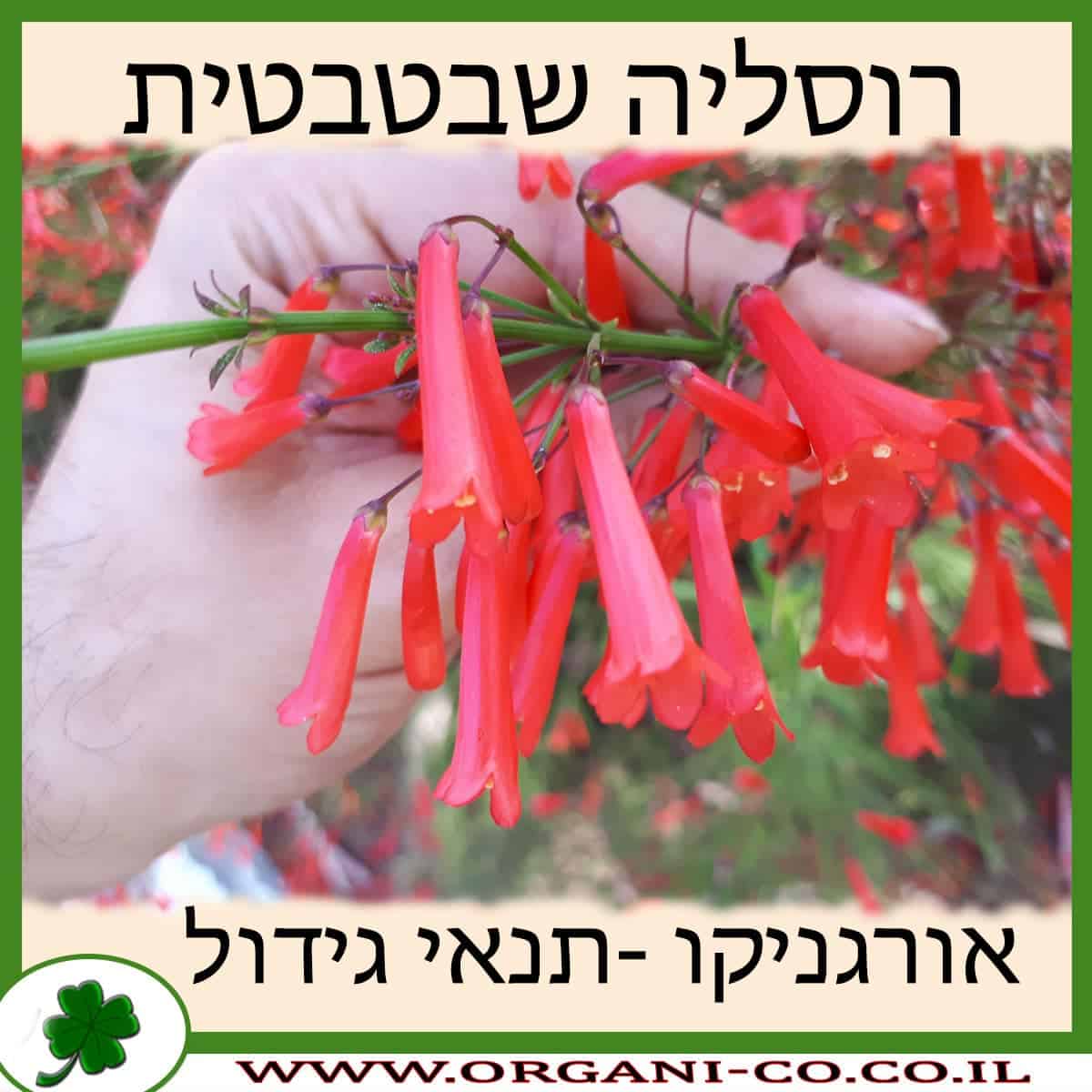 רוסליה שבטבטית