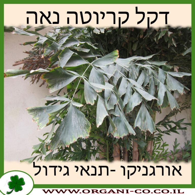 דקל קריוטה נאה דקל קריוטה נאה