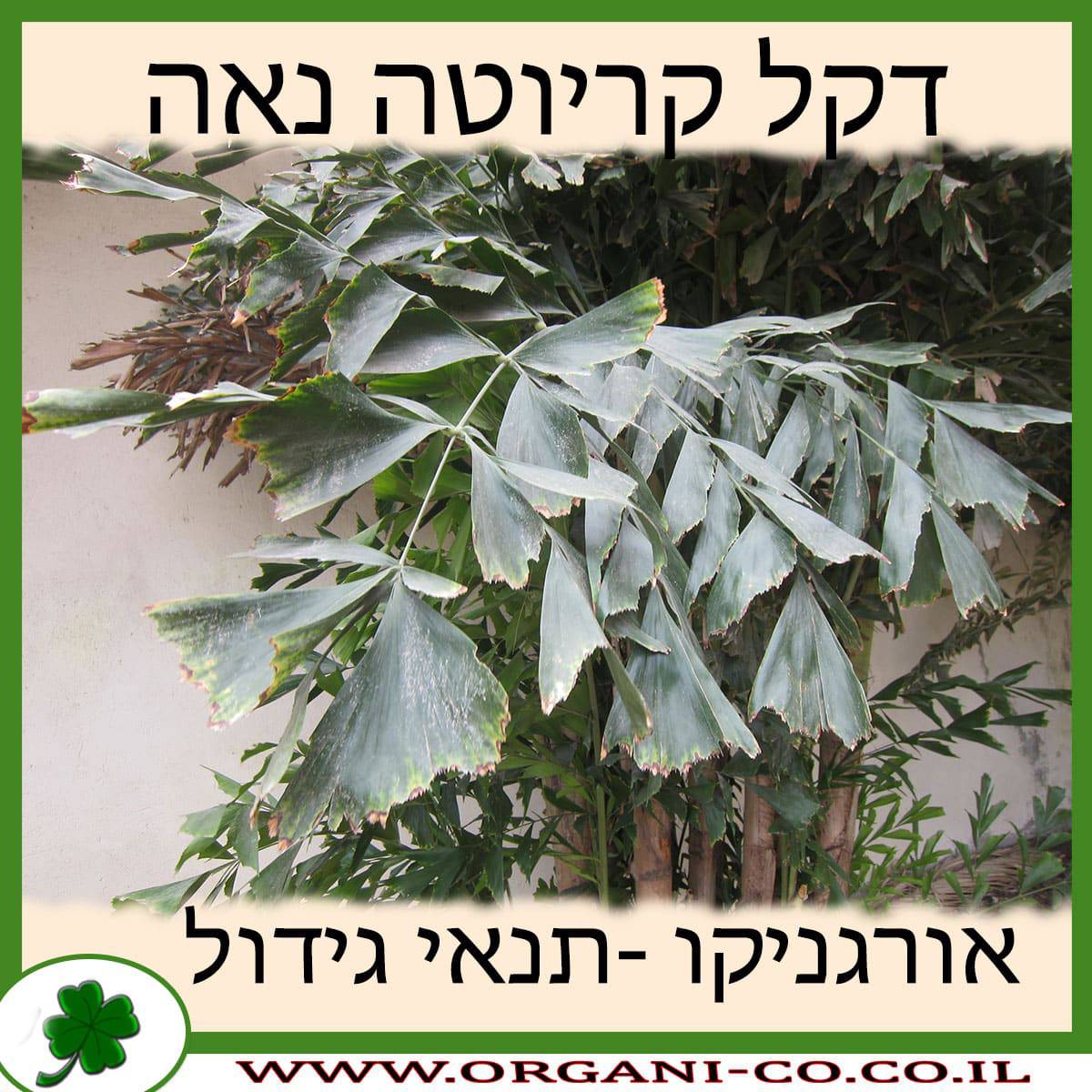 דקל קריוטה נאה