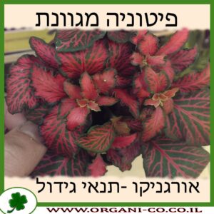 פיטוניה מגוונת