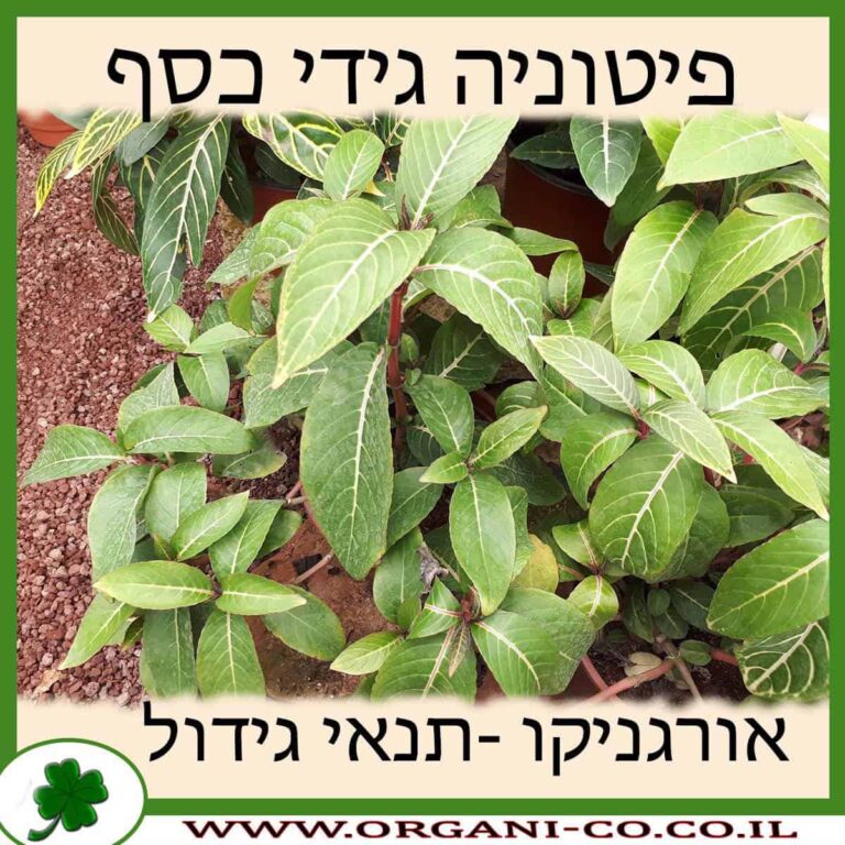 פיטוניה גידי כסף פיטוניה גידי כסף