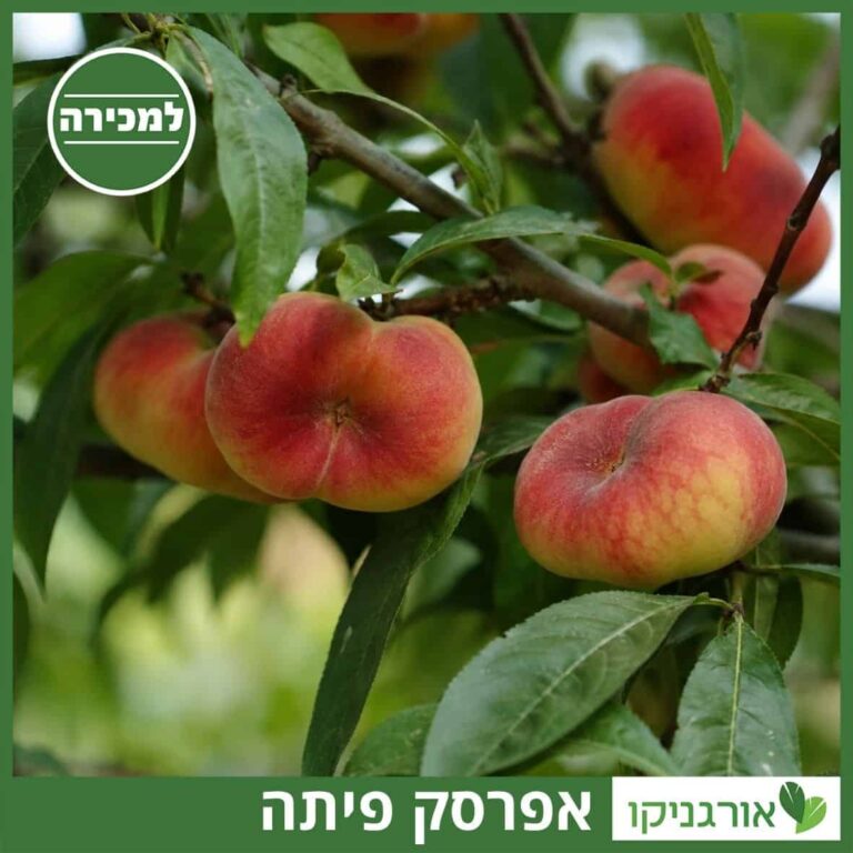 אפרסק פיתה אפרסק פיתה למכירה - מחיר