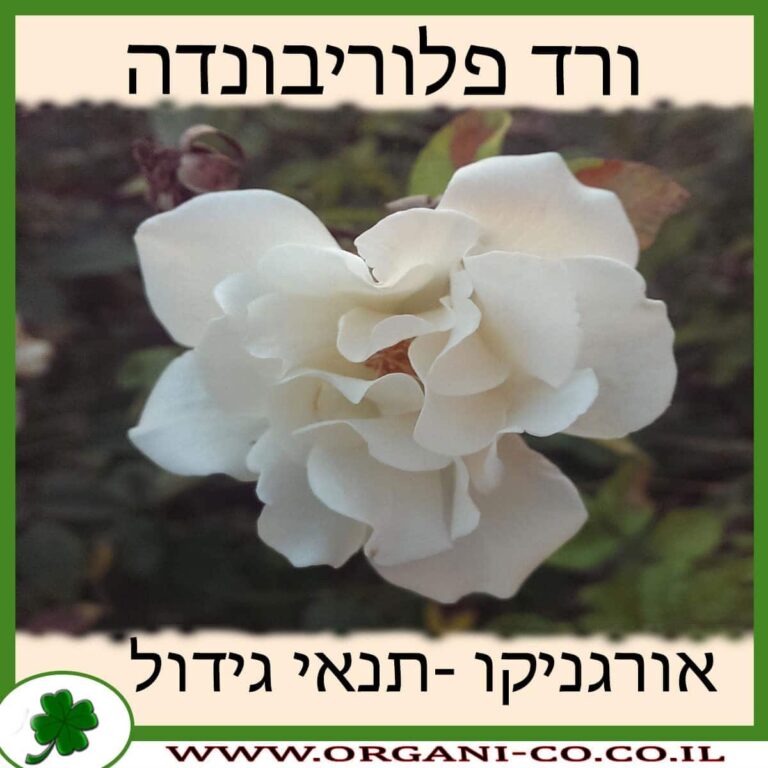ורד פלוריבונדה