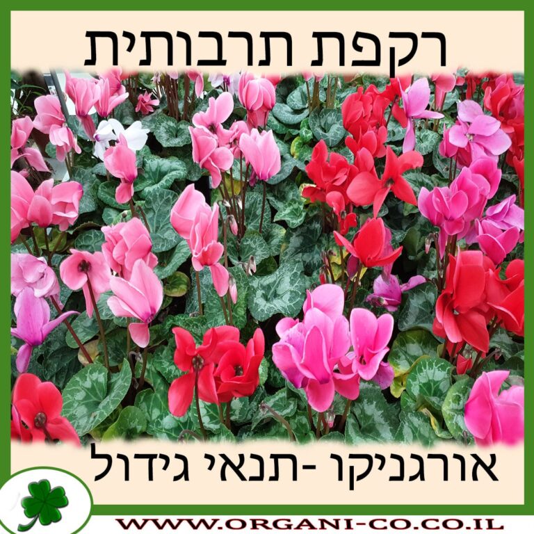 רקפת תרבותית רקפת תרבותית