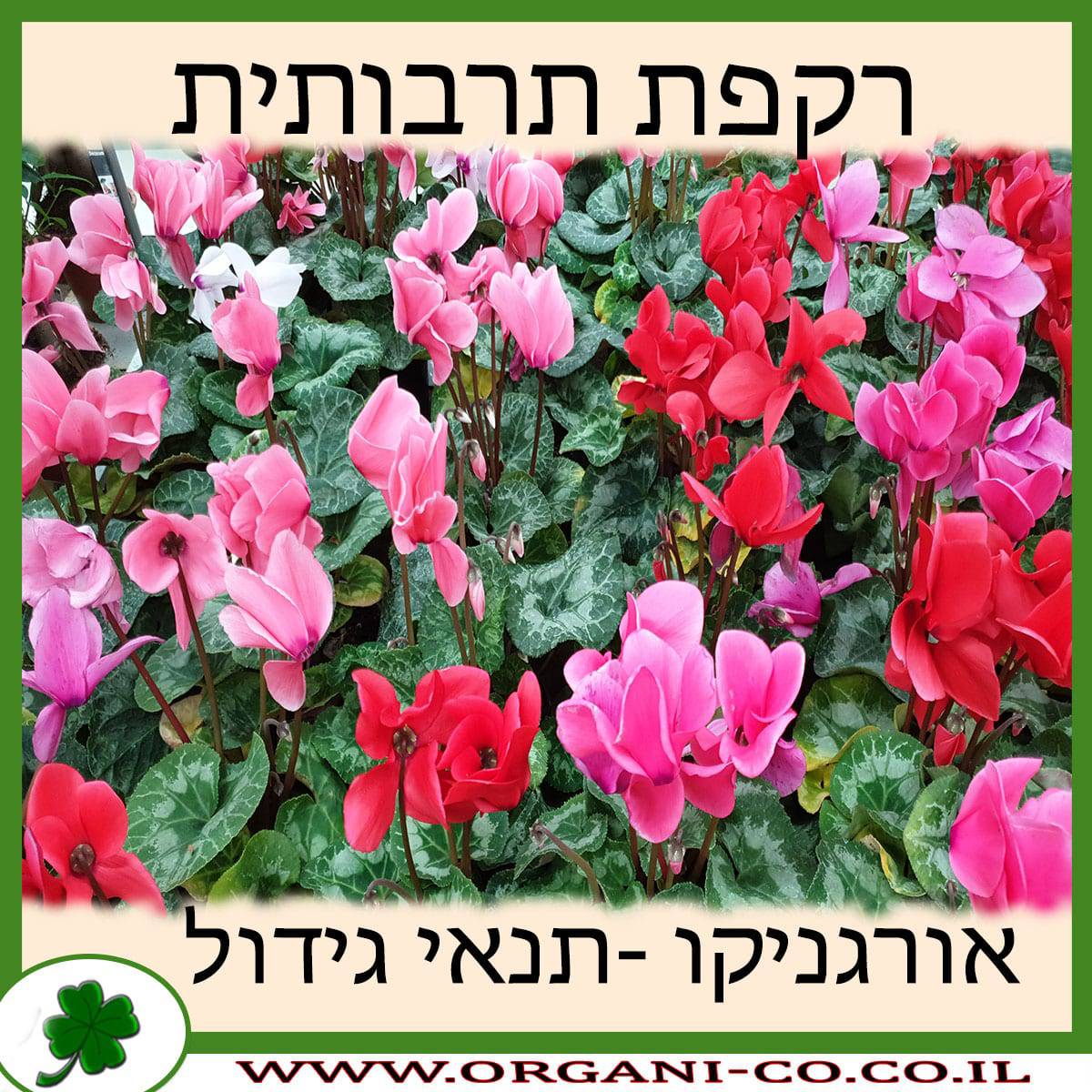 רקפת תרבותית