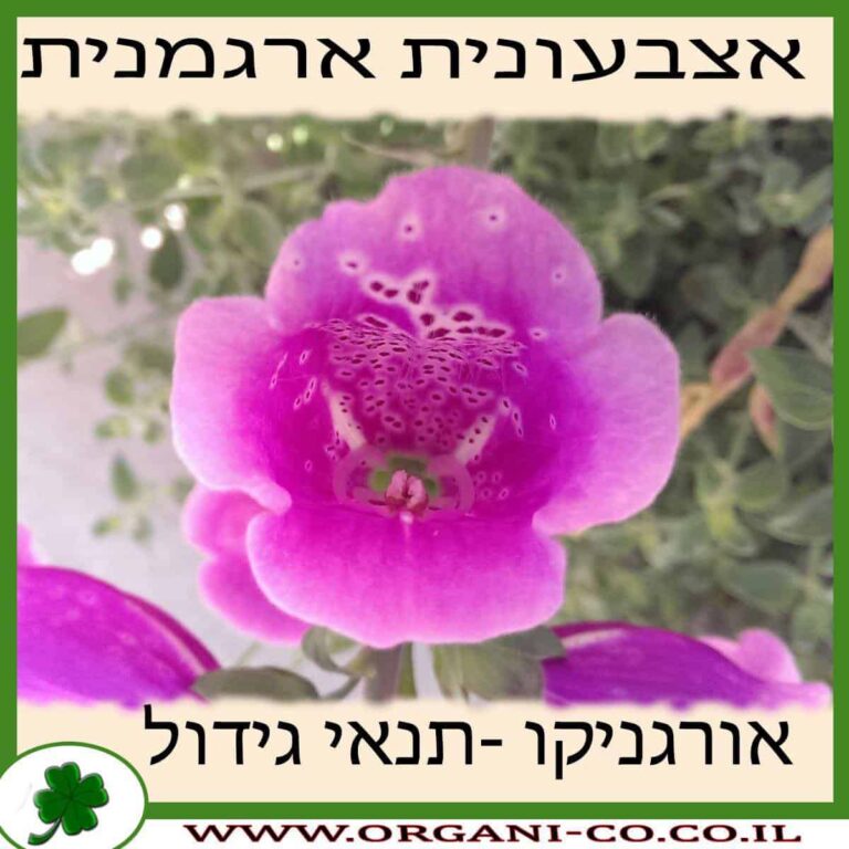 אצבעונית ארגמנית – דיגיטליס אצבעונית ארגמנית גידול צמח