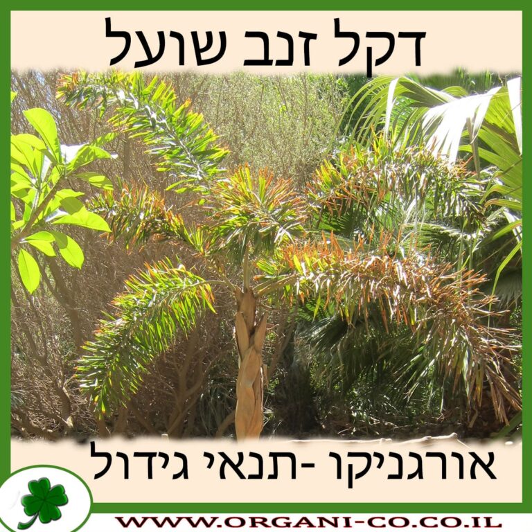 דקל זנב שועל דקל זנב שועל