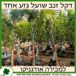 דקל זנב שועל גזע בודד בוגר