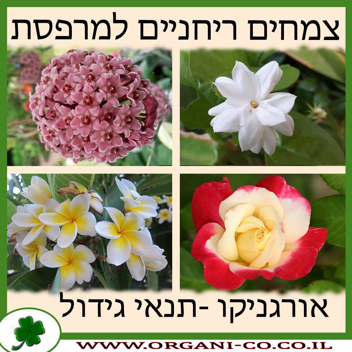 צמחים ריחניים למרפסת