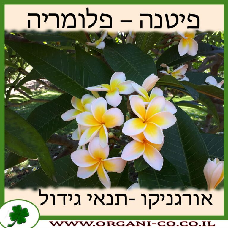 פיטנה – פלומריה פיטנה - פלומריה