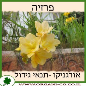 פרזיה