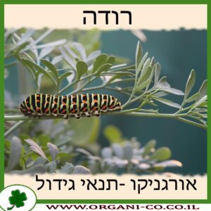 רודה גידול צמח