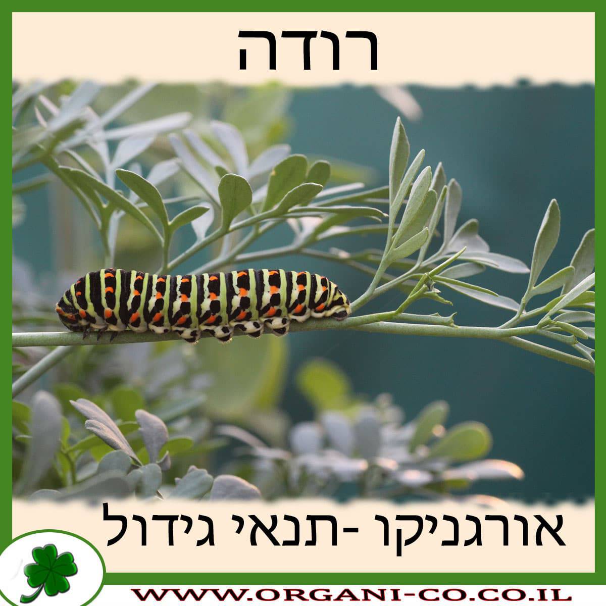 רוטה - רודה גידול צמח