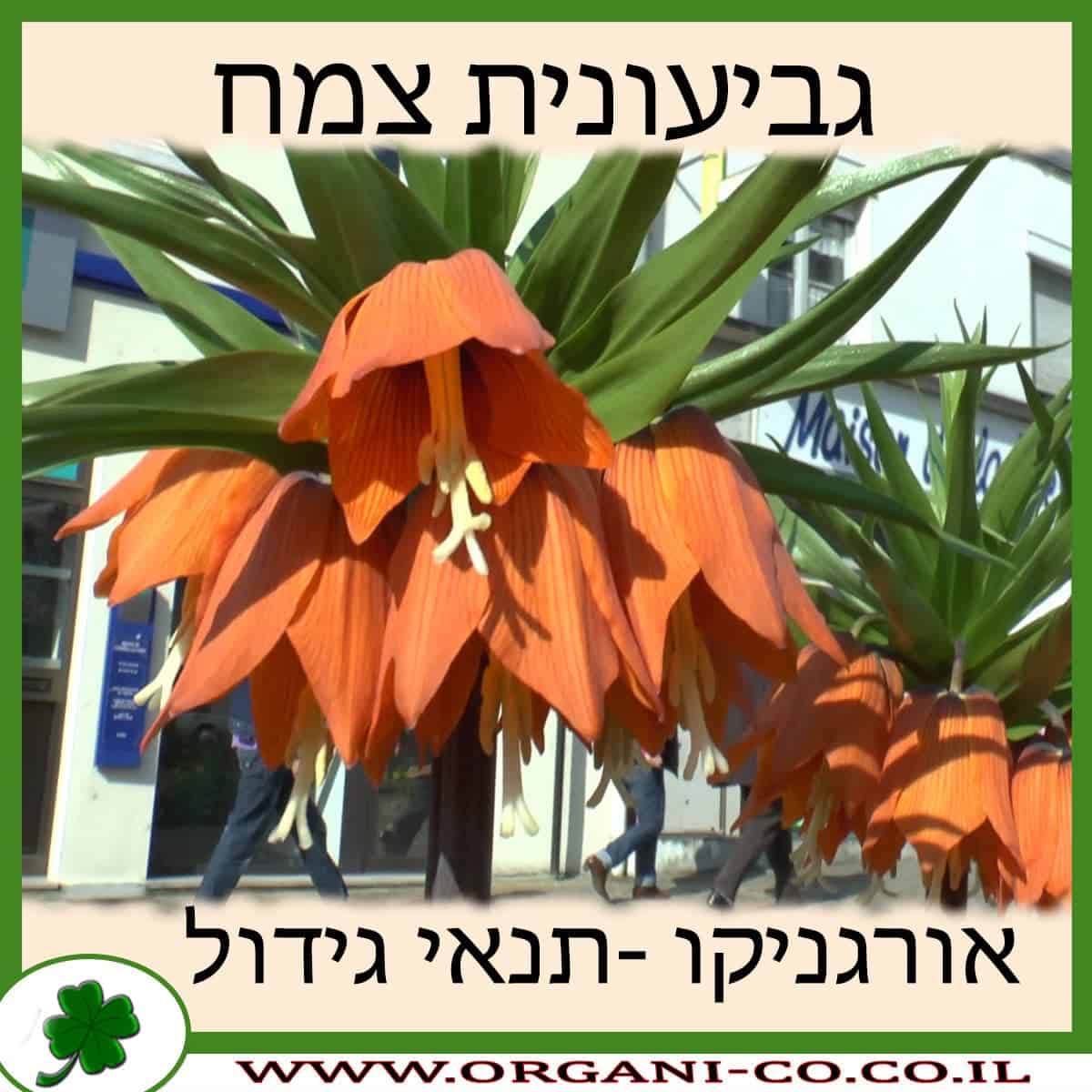 גביעונית צמח