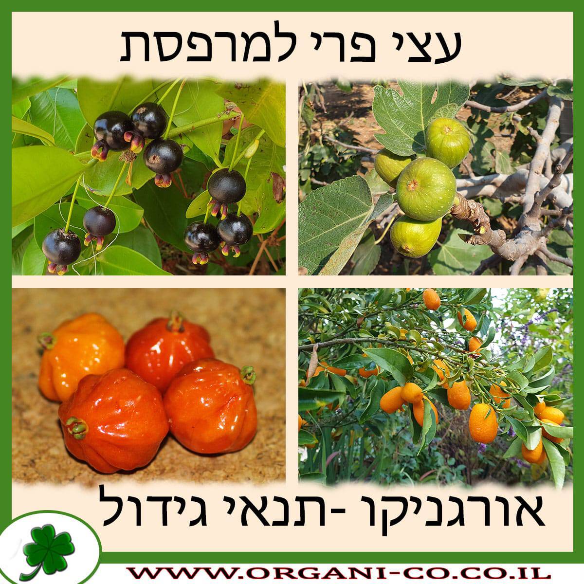 עצי פרי למרפסת