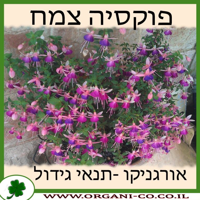 פוקסיה המכלוא (היברידית) פוקסיה צמח גידול צמח