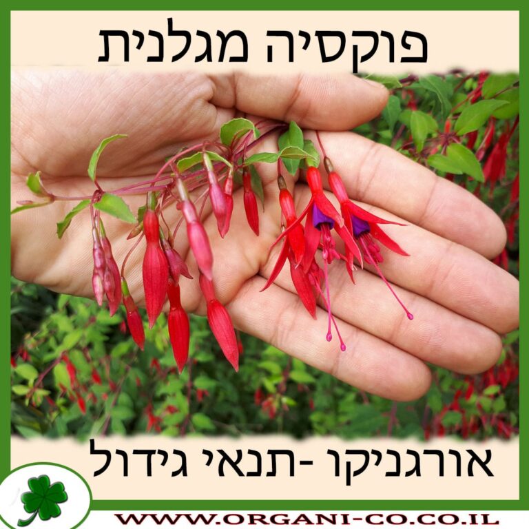 פוקסיה מגלנית פוקסיה מגלנית
