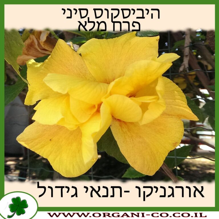 היביסקוס סיני פרח מלא היביסקוס סיני פרח מלא
