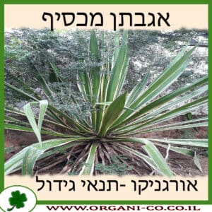 אגבתן מכסיף