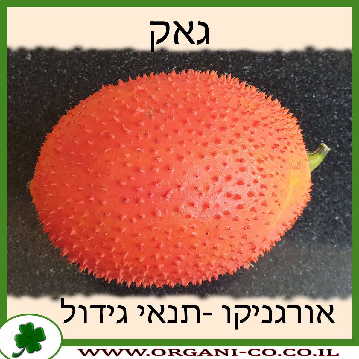 גאק