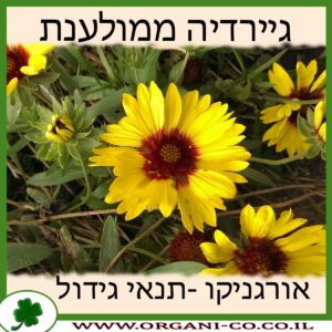 גיירדיה ממולענת