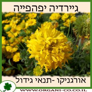 גיירדיה יפהפייה