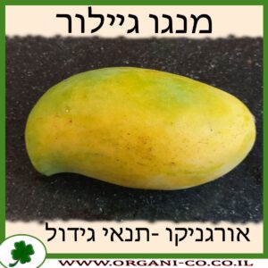 מנגו גילור