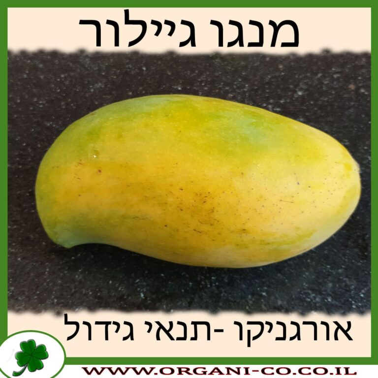מנגו גילור מנגו גילור