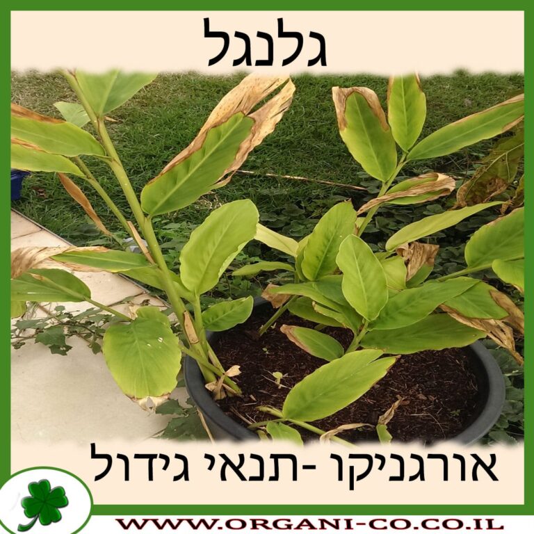 גלנגל גלנגל