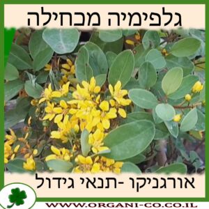 גלפימיה מכחילה