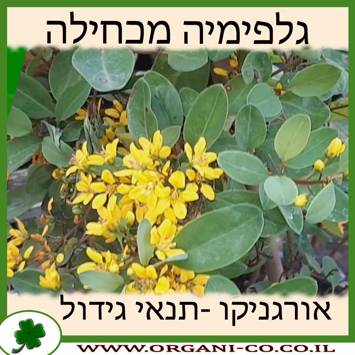 גלפימיה מכחילה