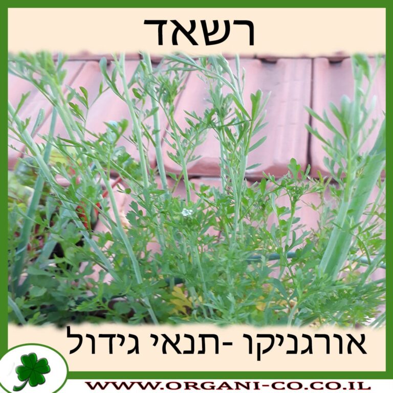 רשאד רשאד גידול צמח