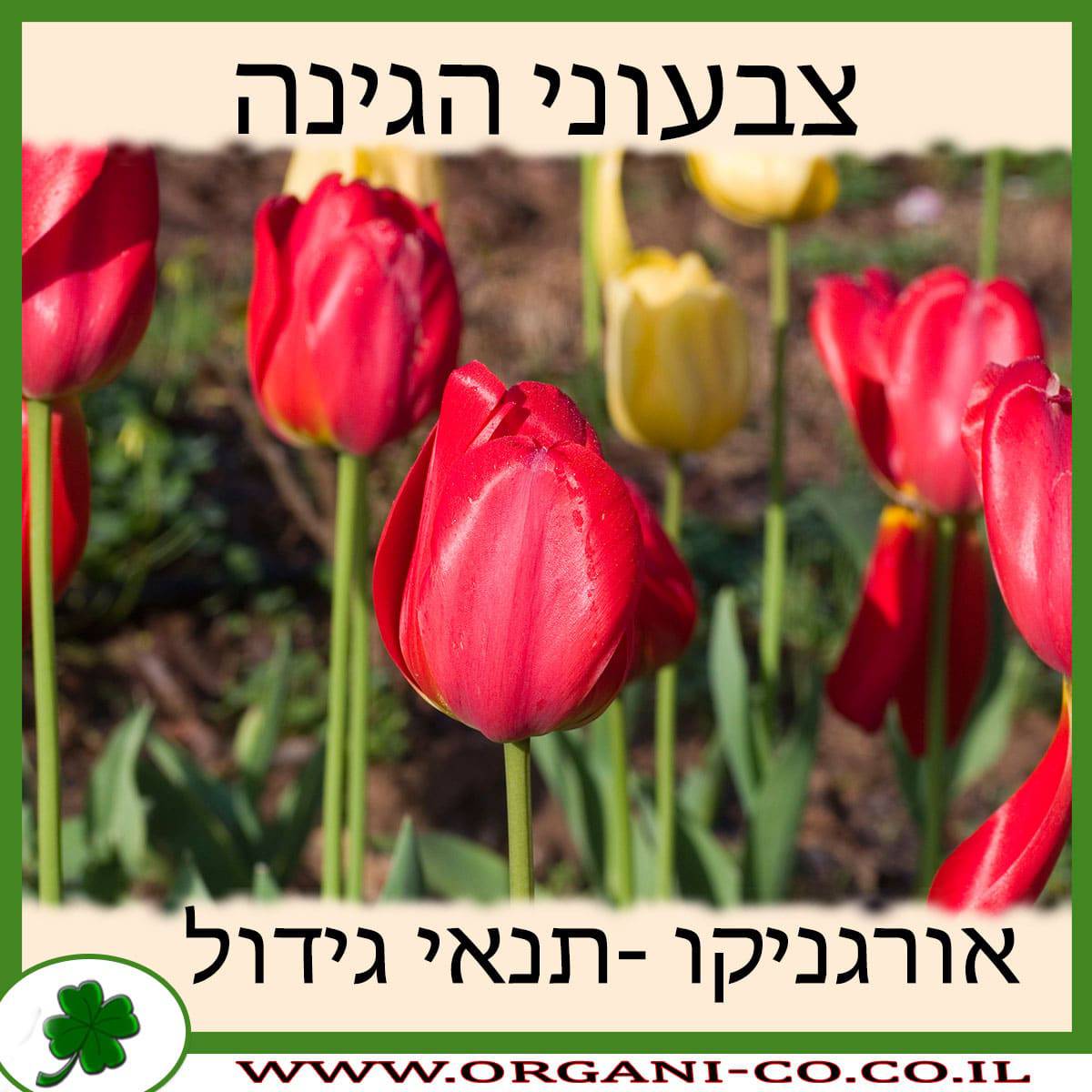 צבעוני הגינה