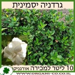 גרדניה יסמינית 10 ליטר
