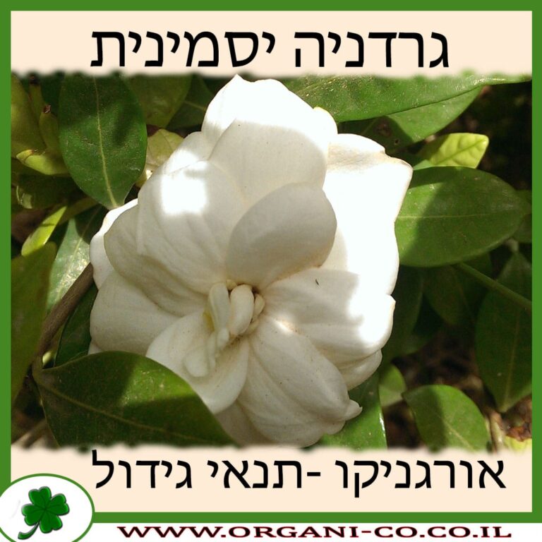 גרדניה יסמינית גרדניה יסמינית