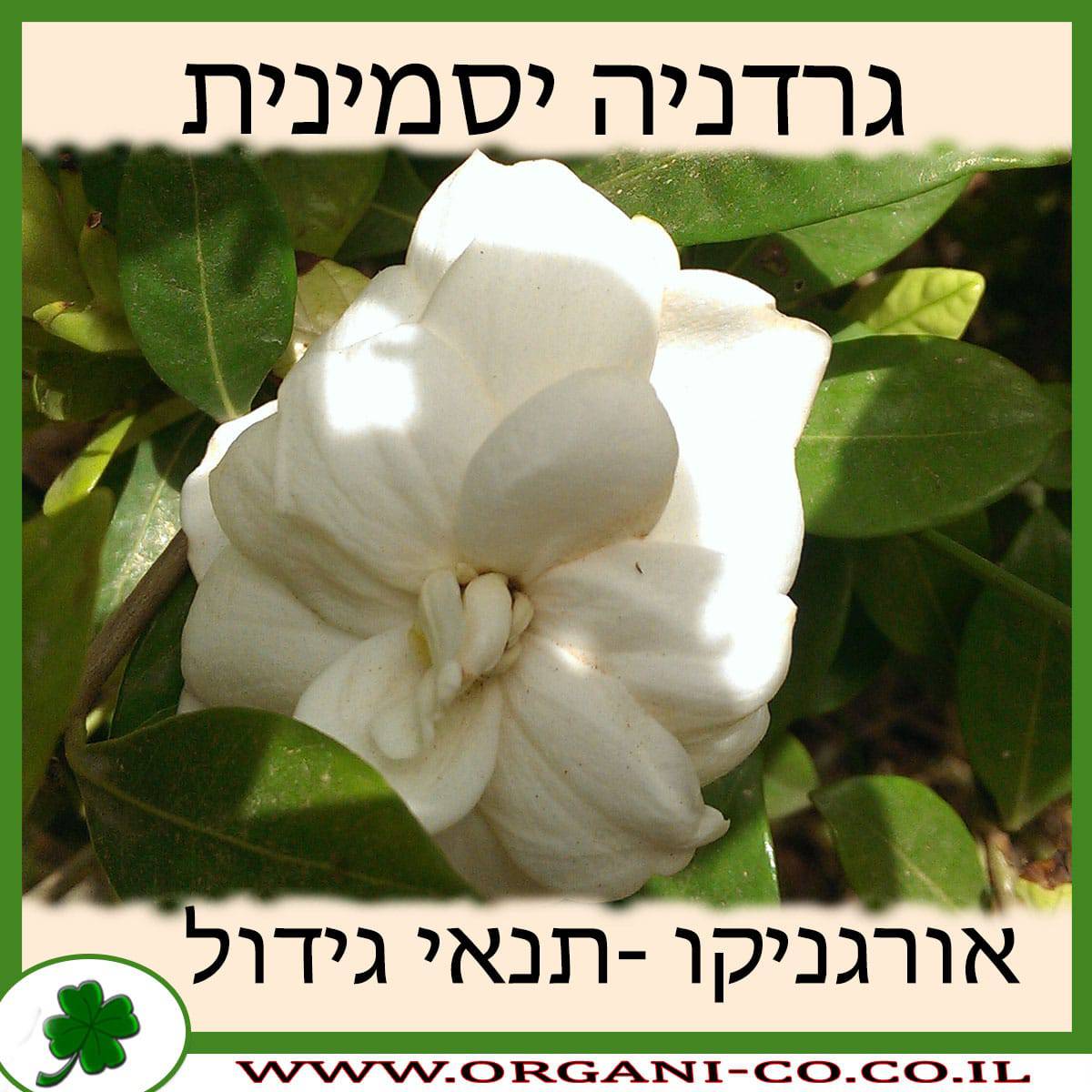 גרדניה יסמינית