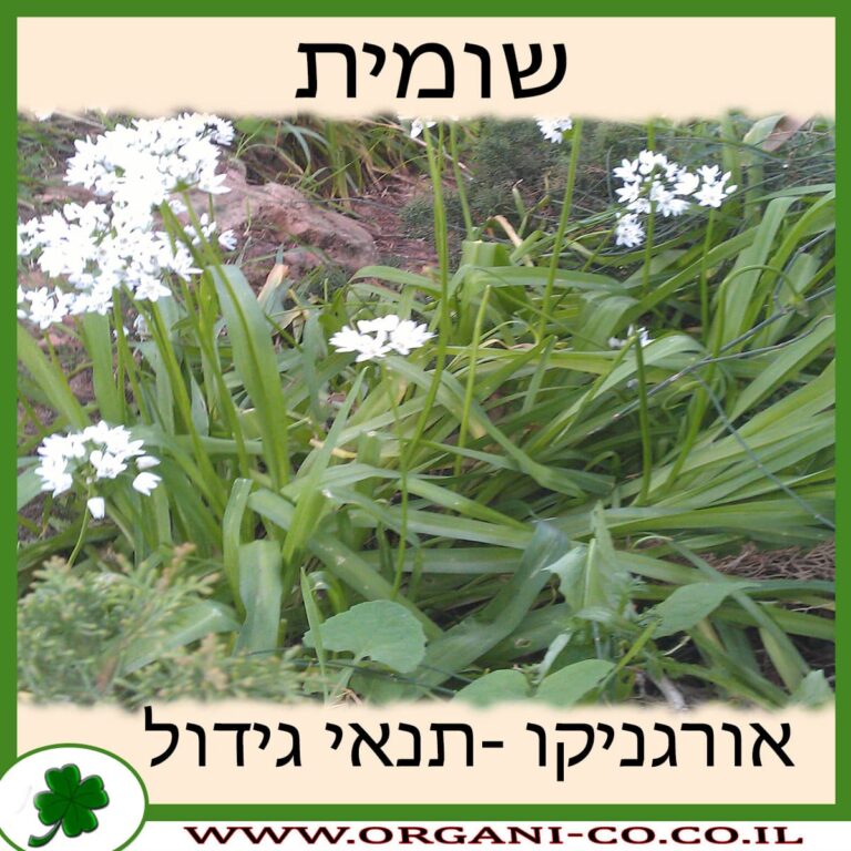 שומית עירית שומית גידול צמח