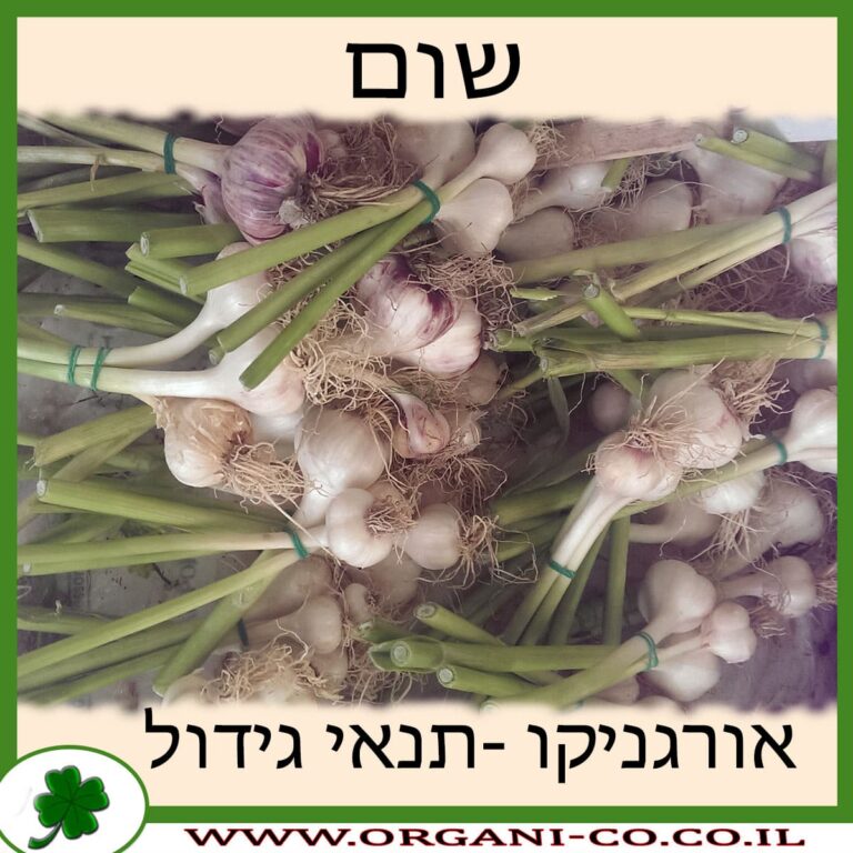 שום צמח שום גידול צמח