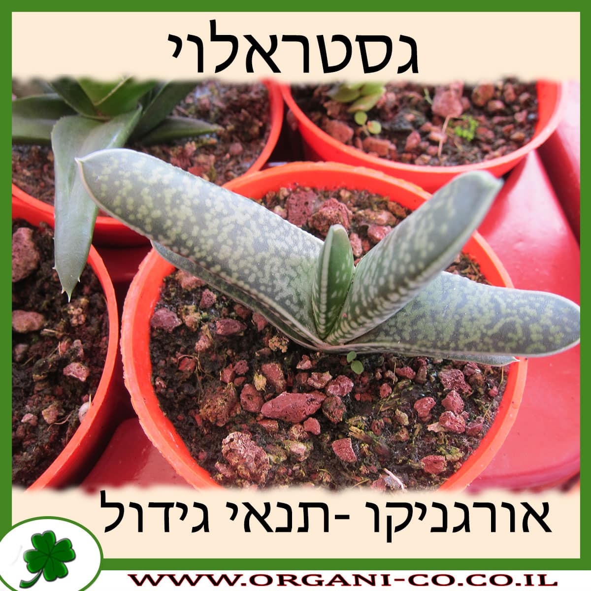 גסטראלוי