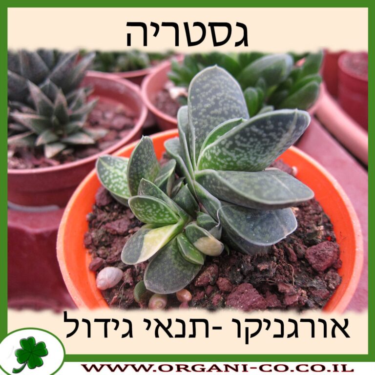 גסטריה גסטריה