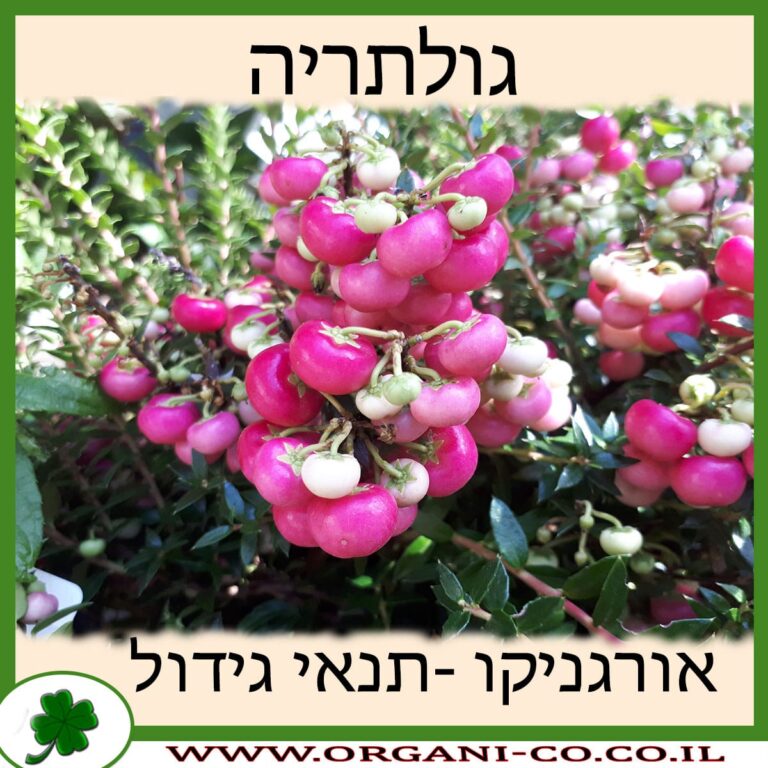 גולתריה גולתריה
