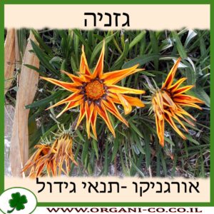 גזניה
