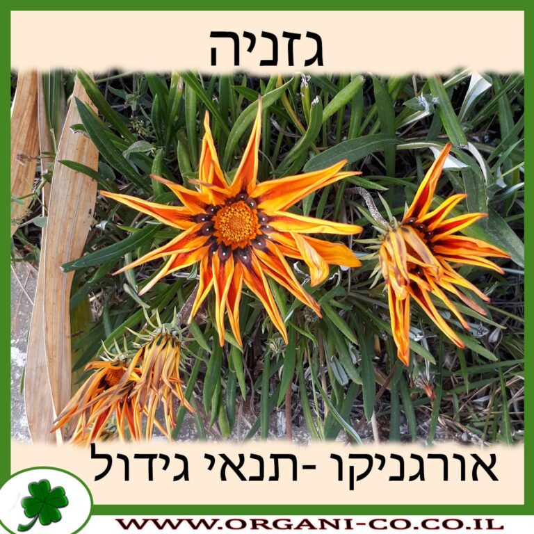 גזניה