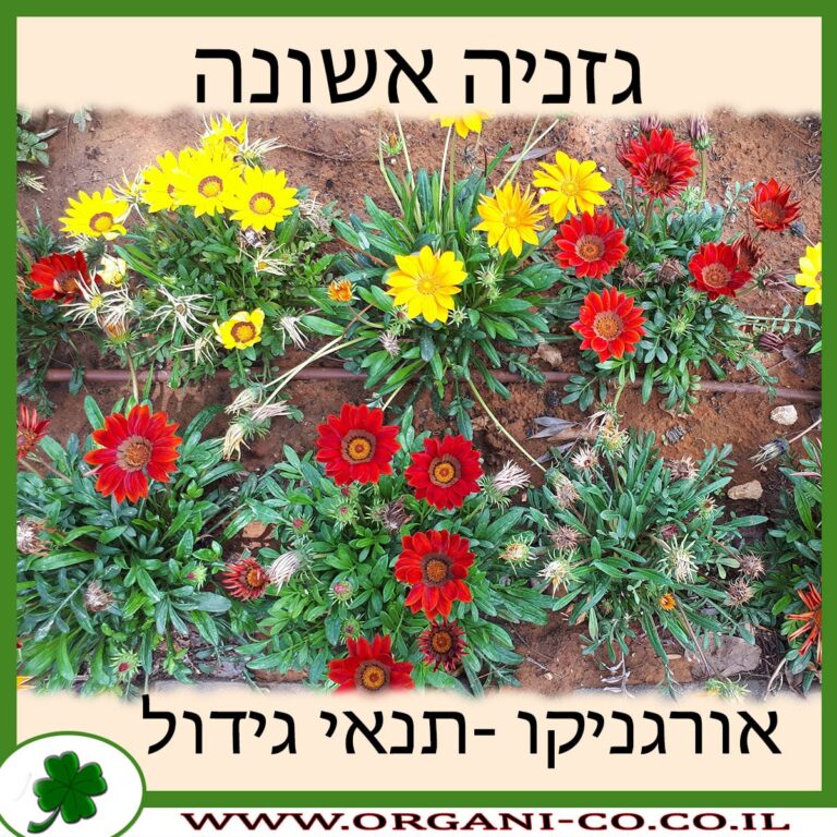 גזניה אשונה